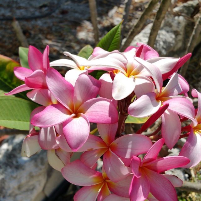 Frangipani Pink