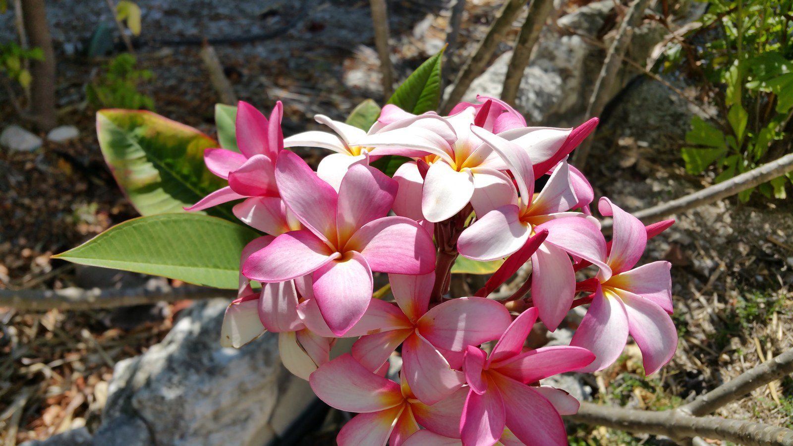 Frangipani Pink