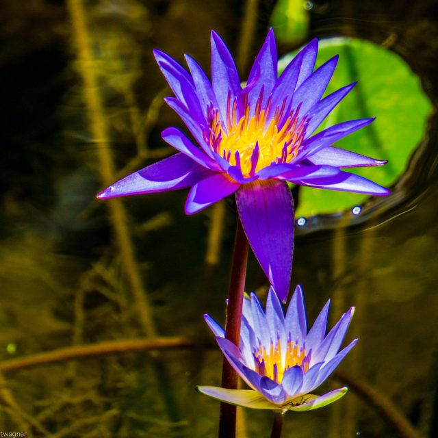 Blue Lotus