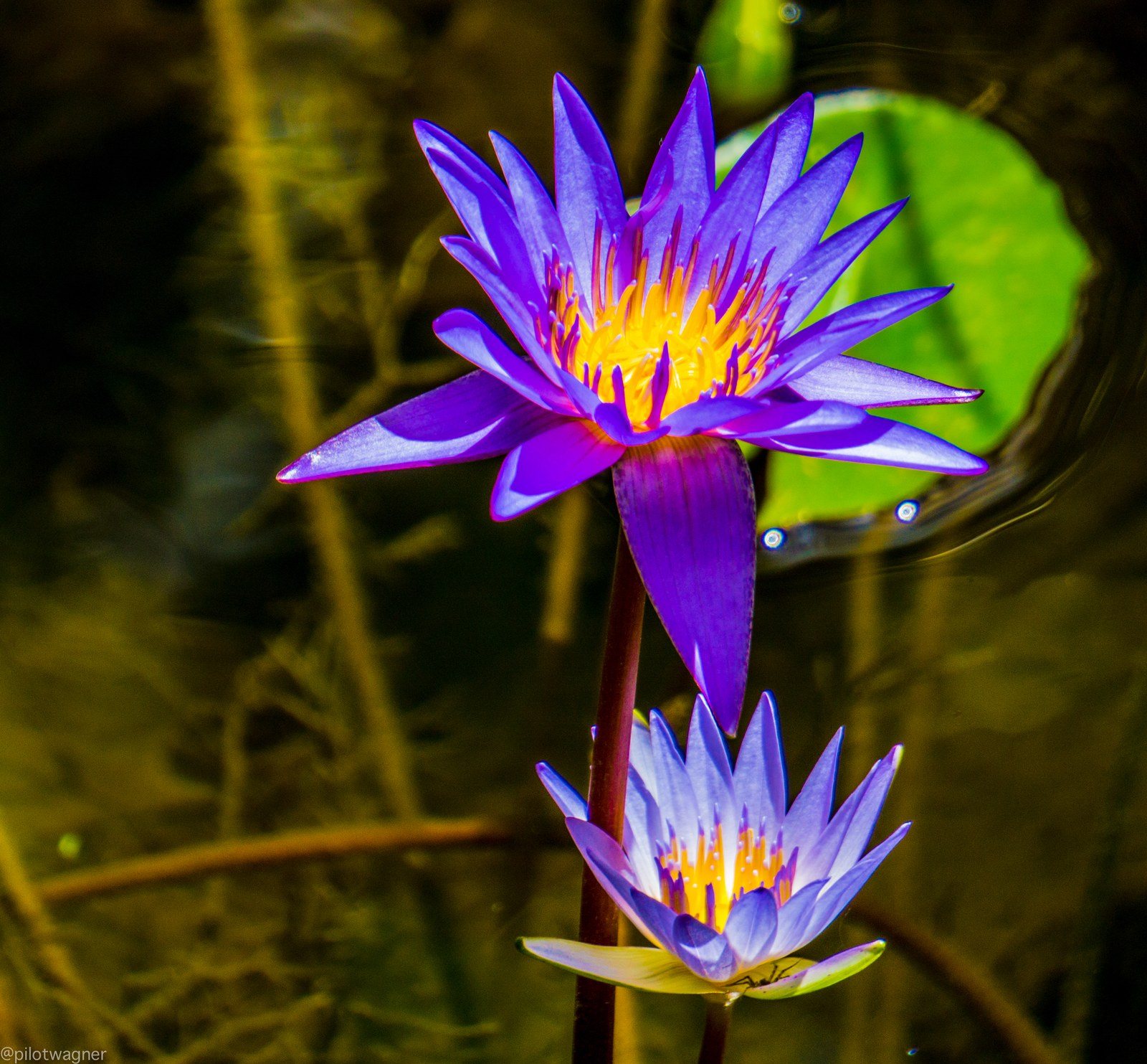 Blue Lotus