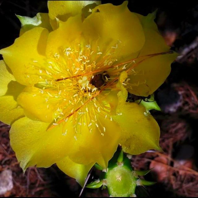 Yellow Cactus Flower