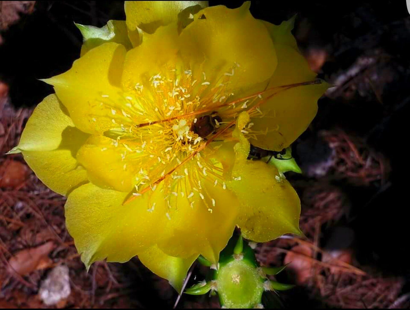 Yellow Cactus Flower