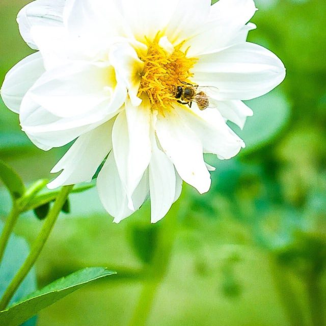 Flower And A Bee