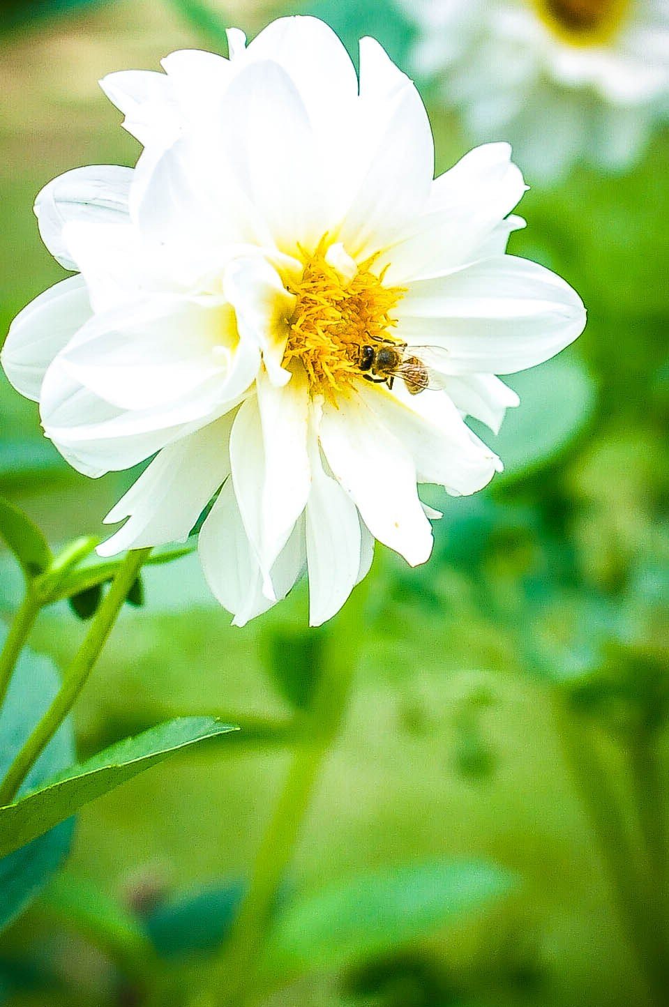 Flower And A Bee
