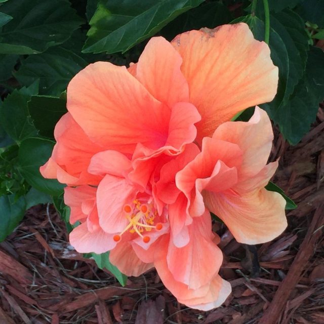 The First Bloom