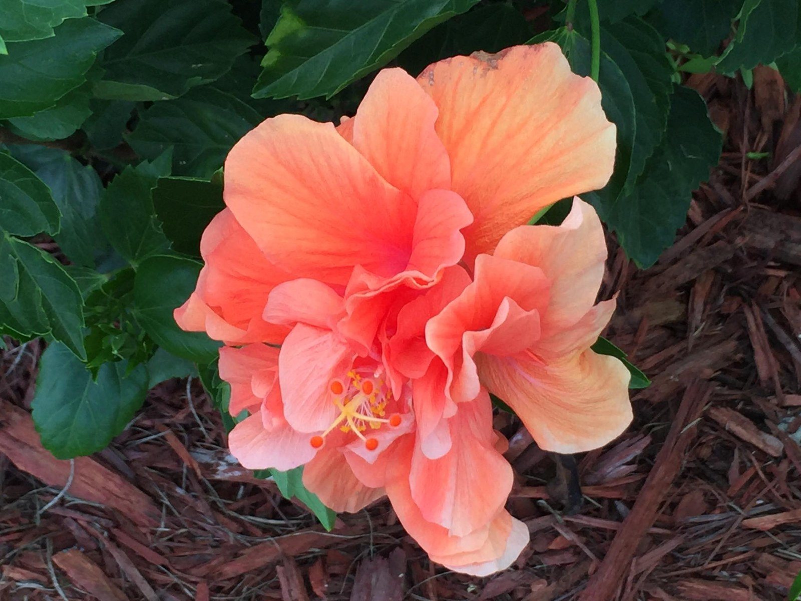 The First Bloom