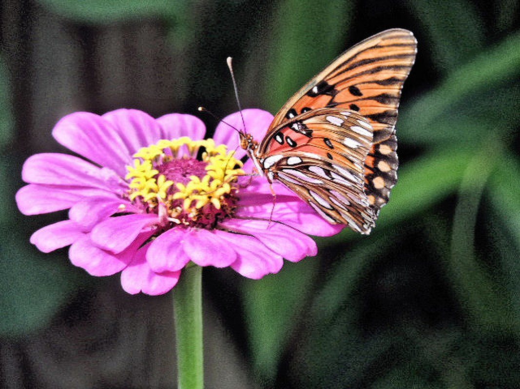 Monarch Zinnia