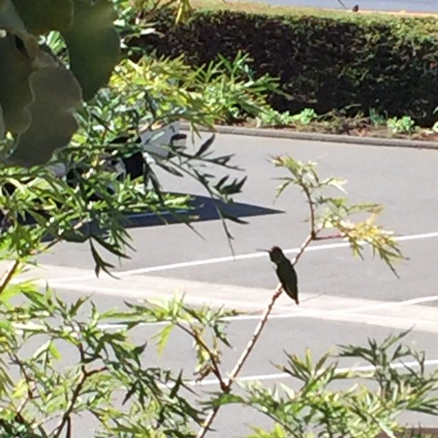 Humming Bird Breaktime