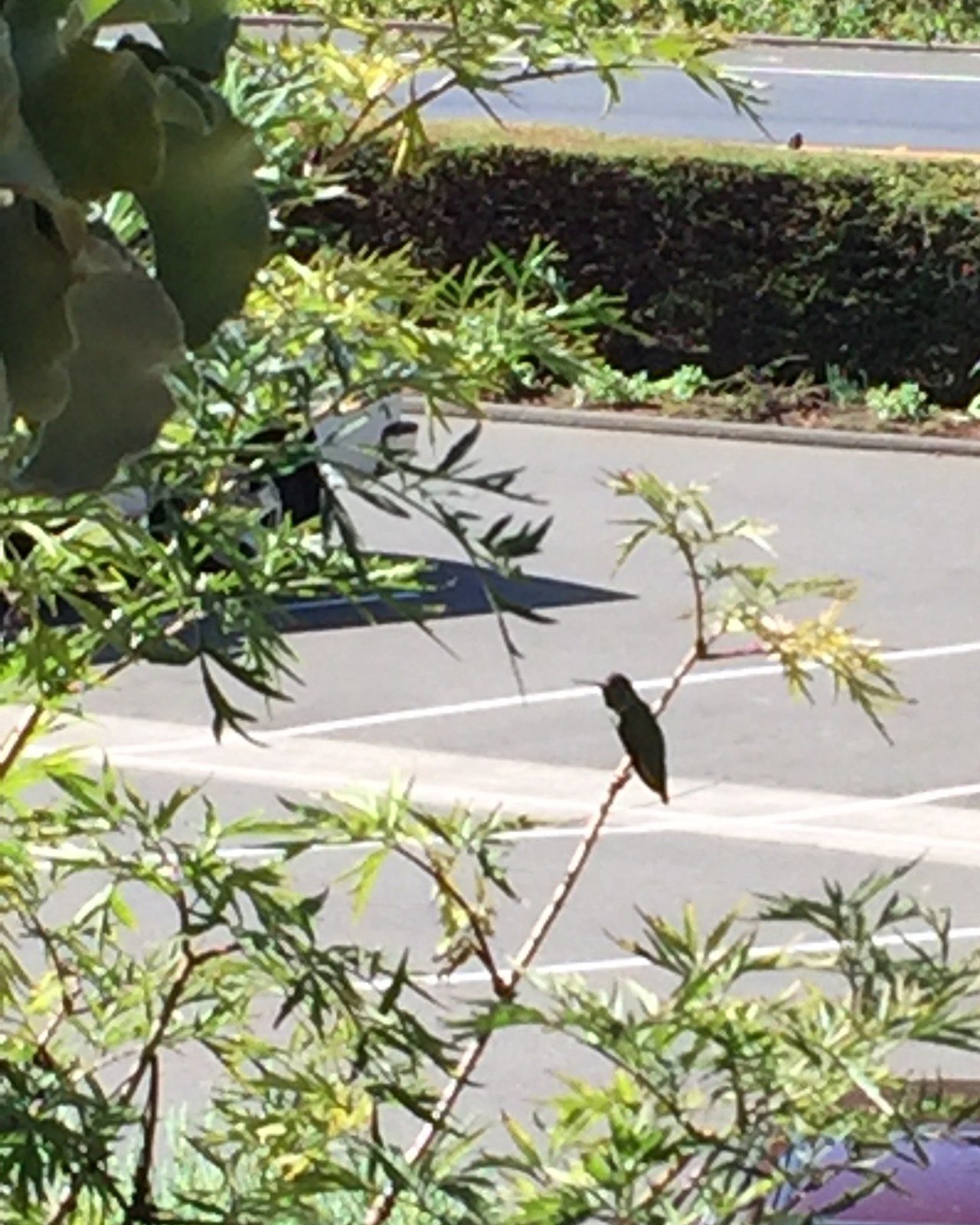 Humming Bird Breaktime