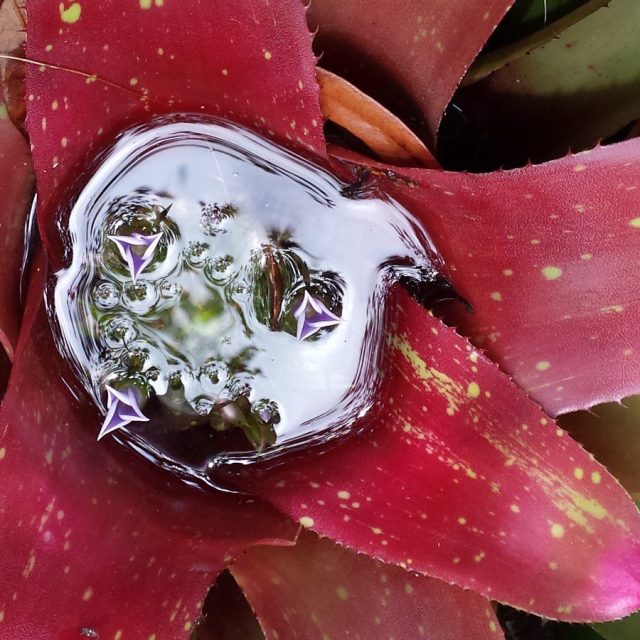 Bromeliad At Bok Tower Gardens