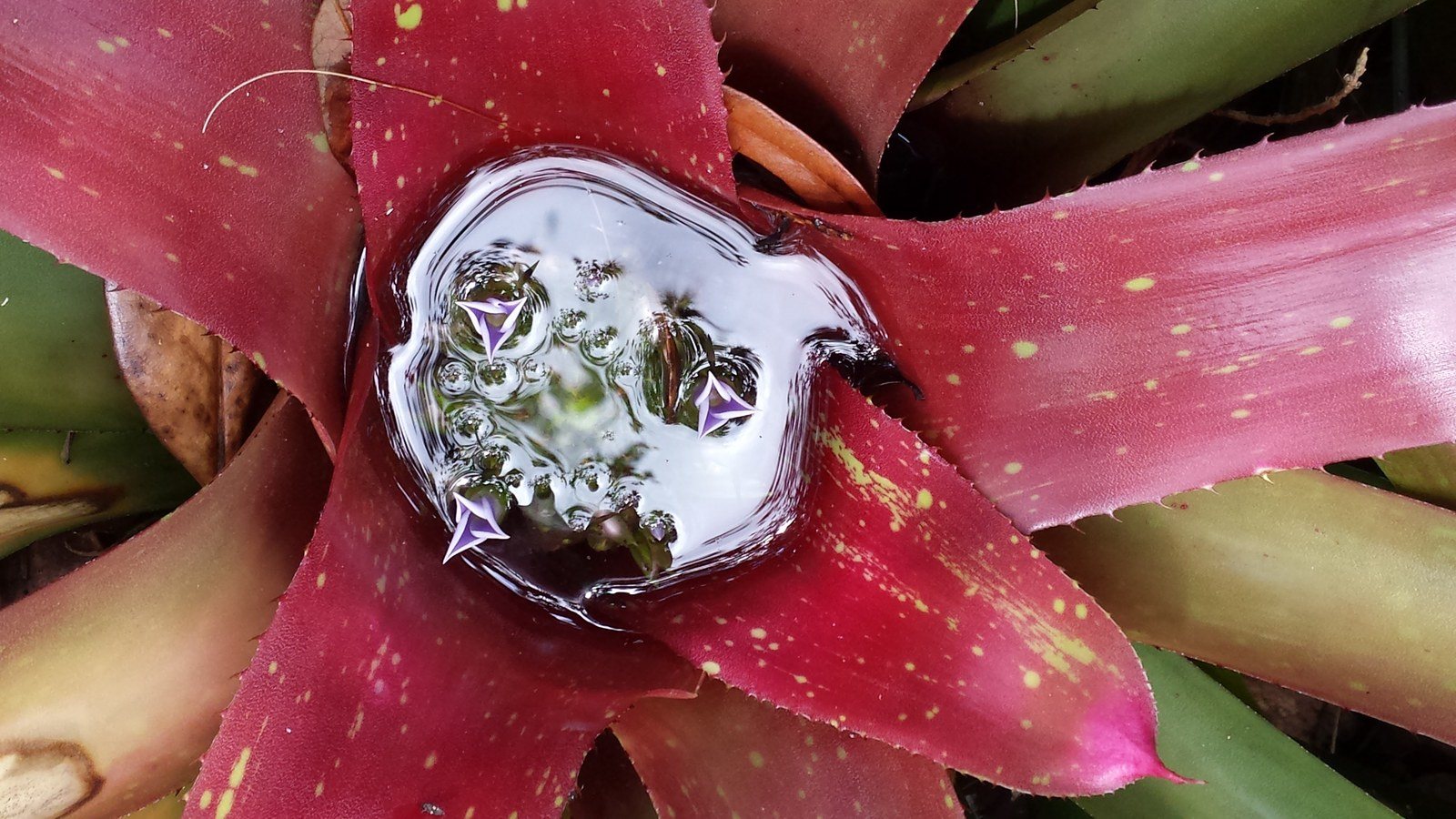 Bromeliad At Bok Tower Gardens
