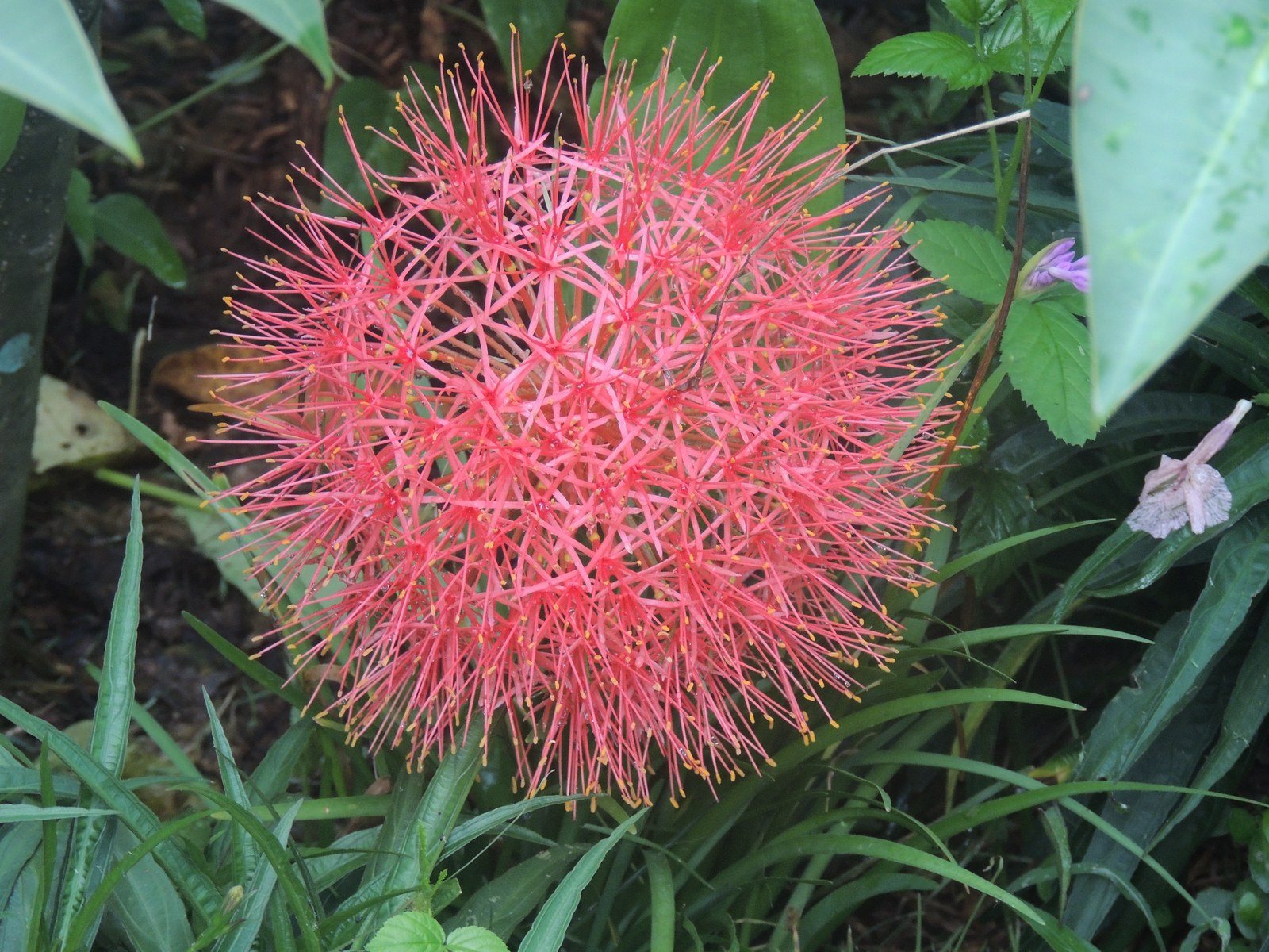 Blood Lilly