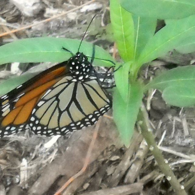 Monarch And Milkweed