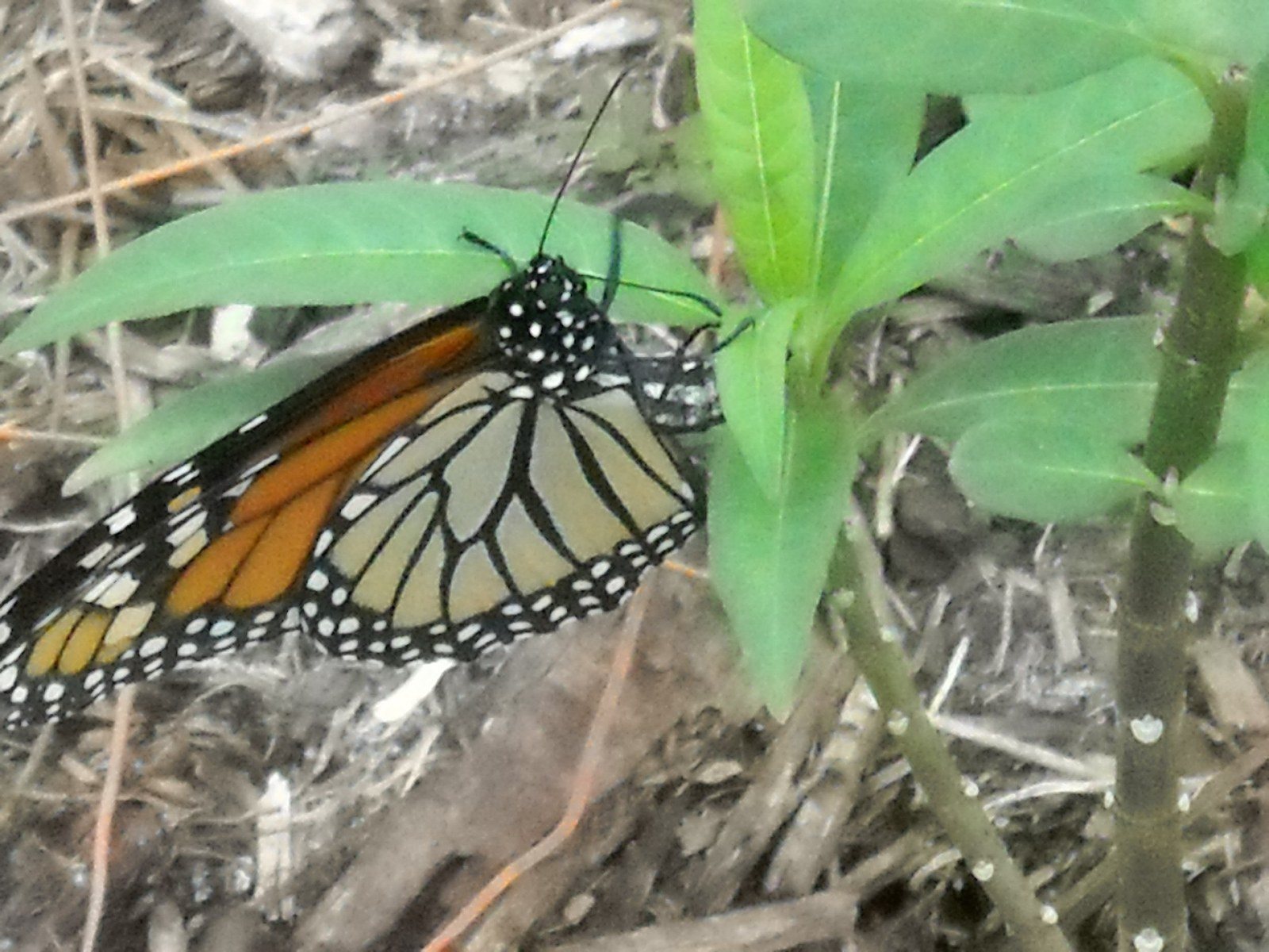 Monarch And Milkweed