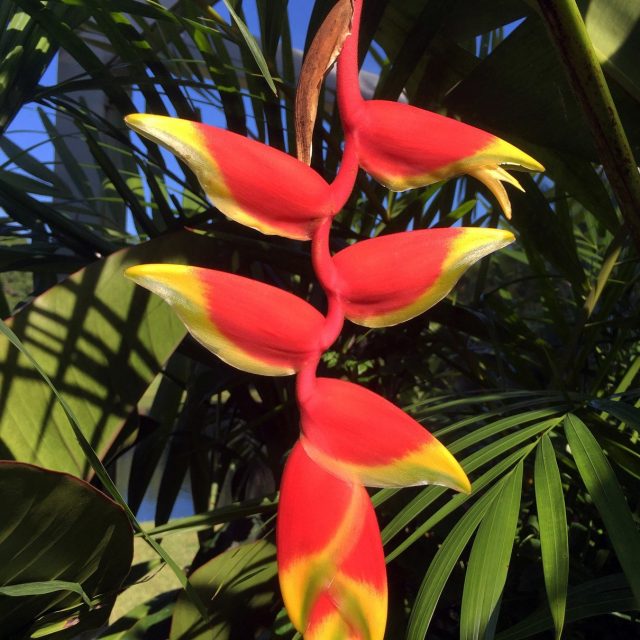 Amy's Garden - Lobster Claw Haleconia