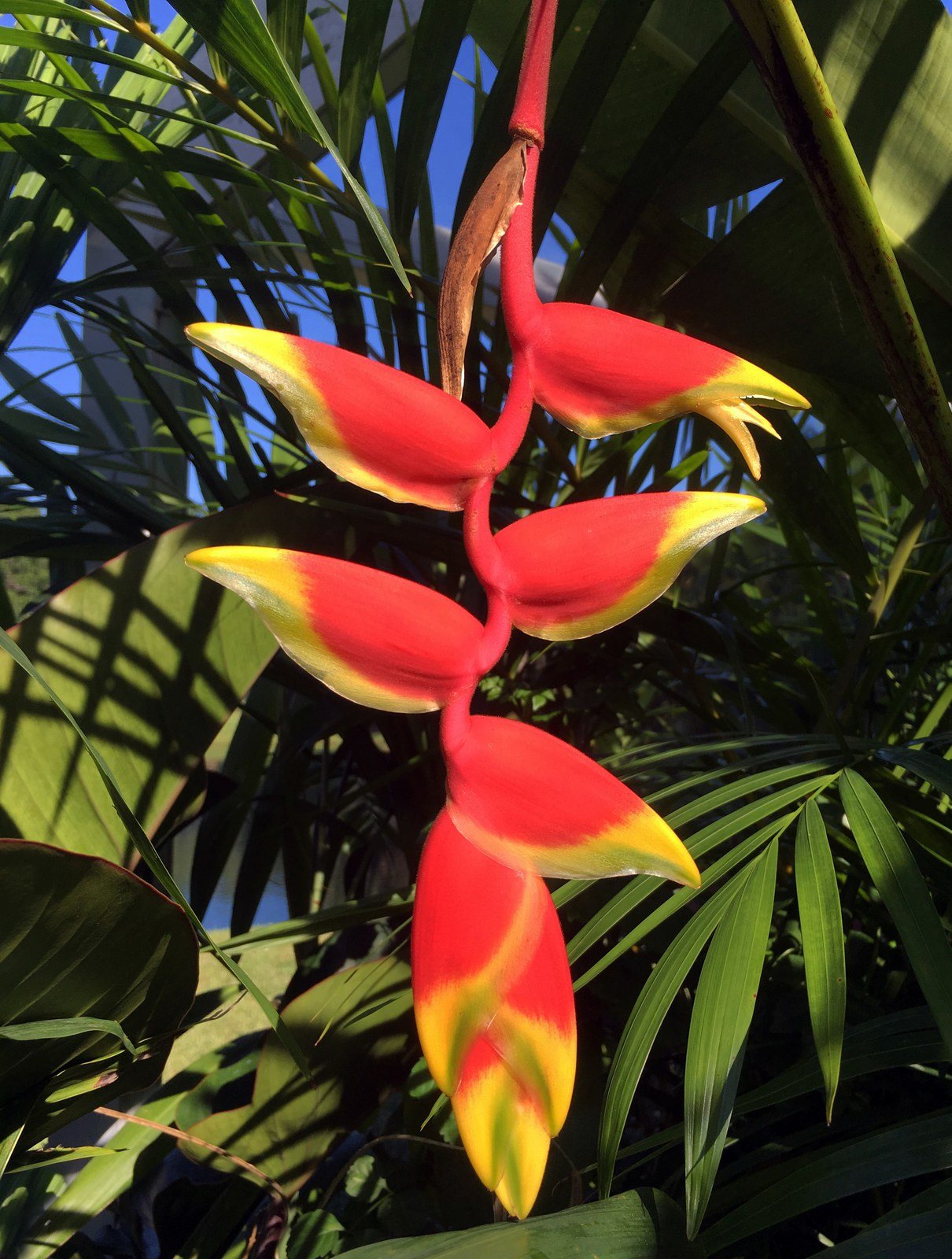 Amy's Garden - Lobster Claw Haleconia