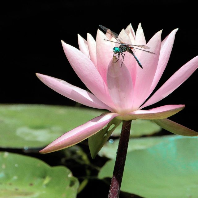 Dragonfly Summer