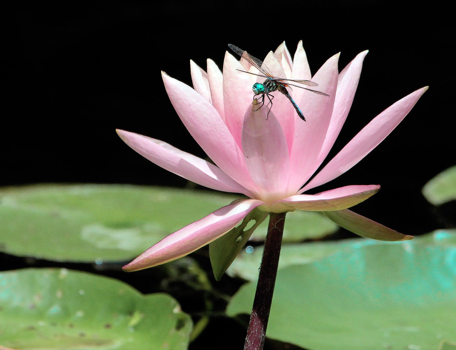 Dragonfly Summer