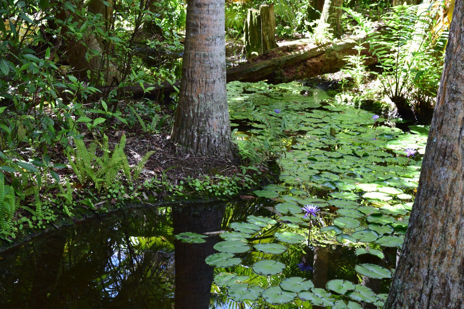 Pathway