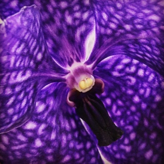 Purple Orchid