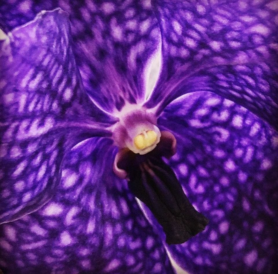 Purple Orchid