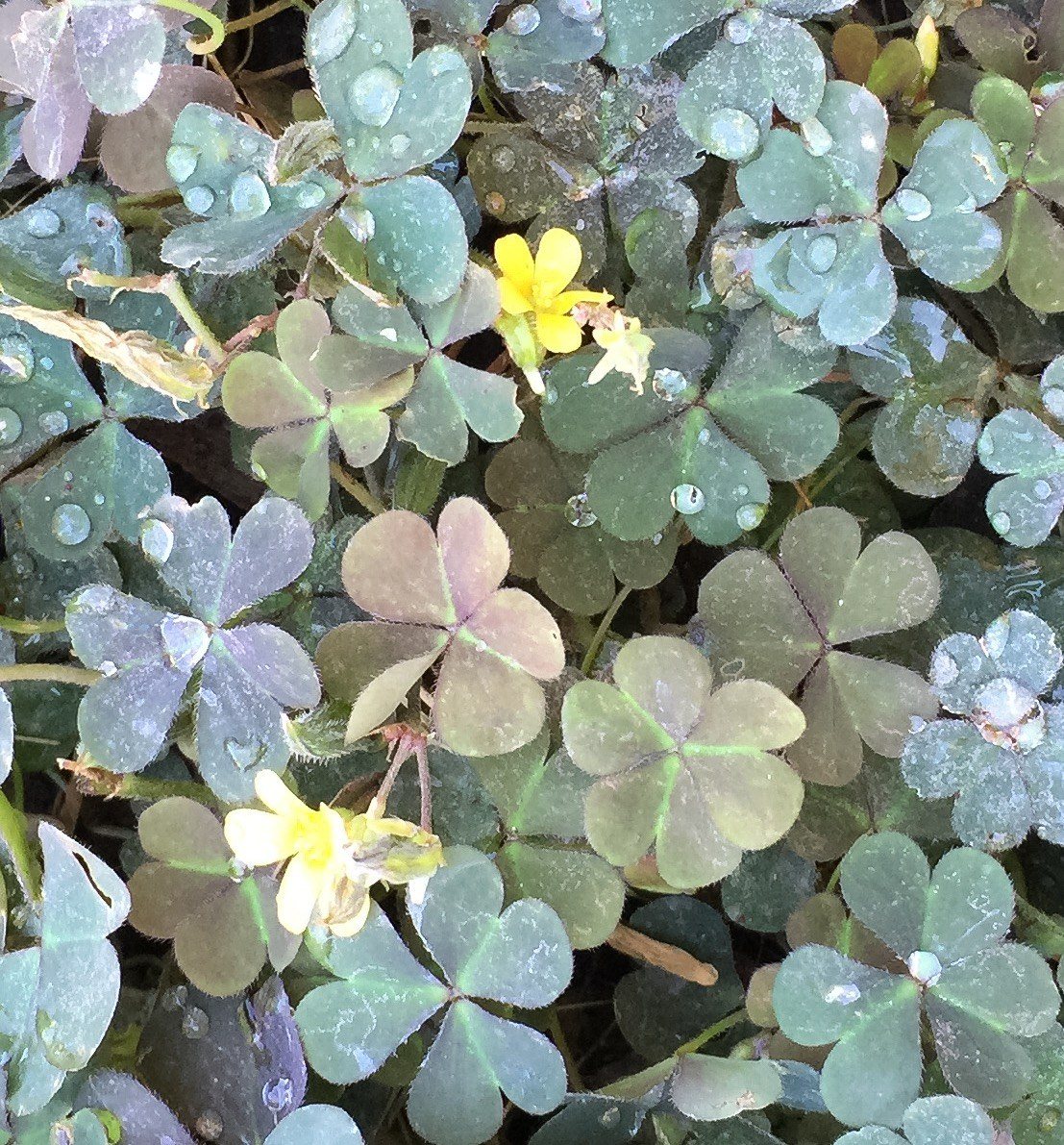 Lucky Dew Drops