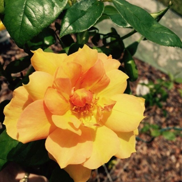 Spring Flower