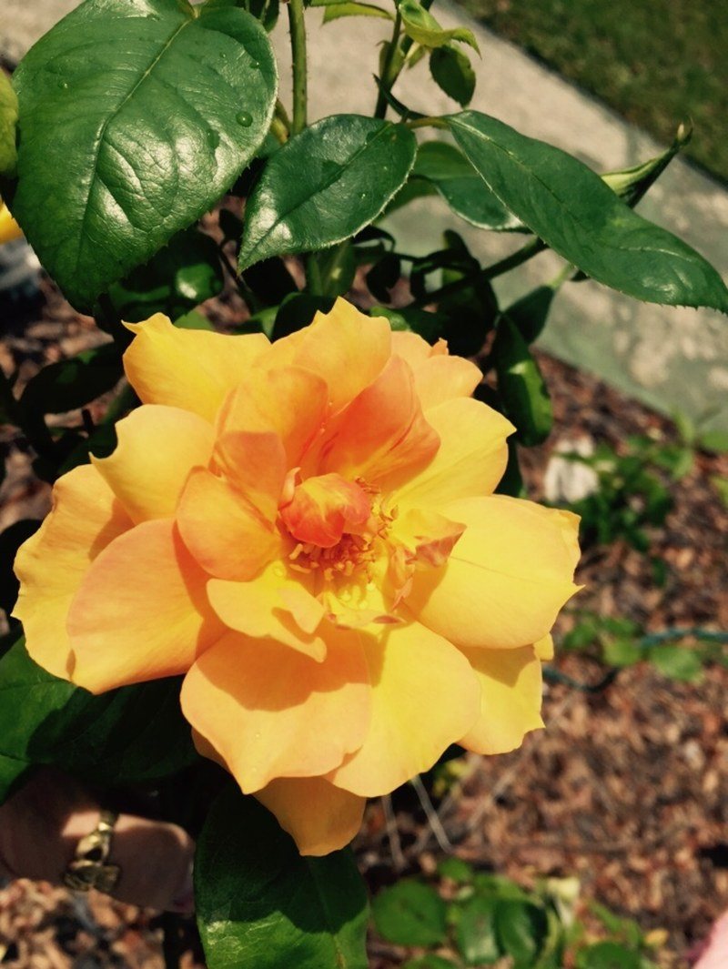 Spring Flower