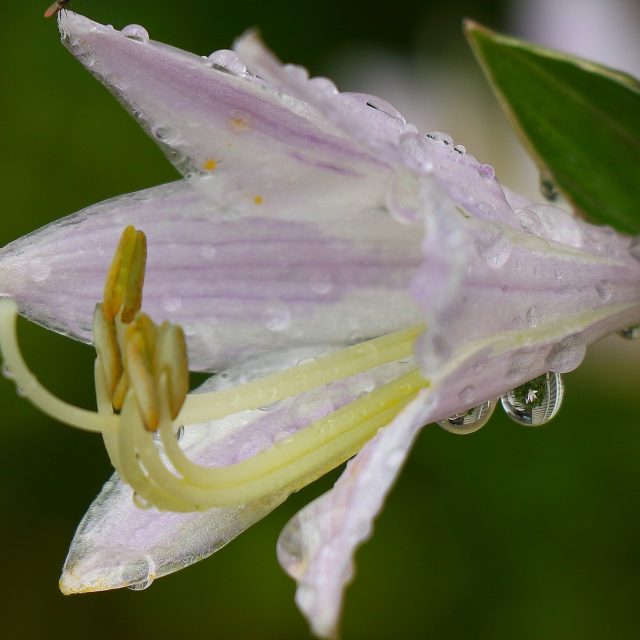 Refreshing Water After A Morning Shower.