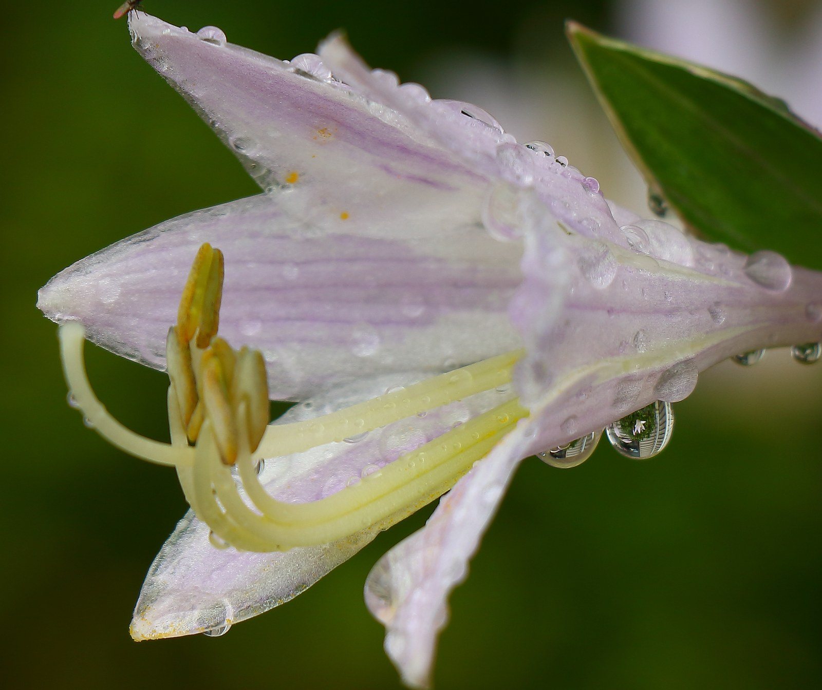 Refreshing Water After A Morning Shower.
