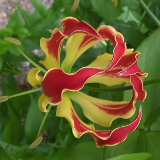 Gloriosa Lily