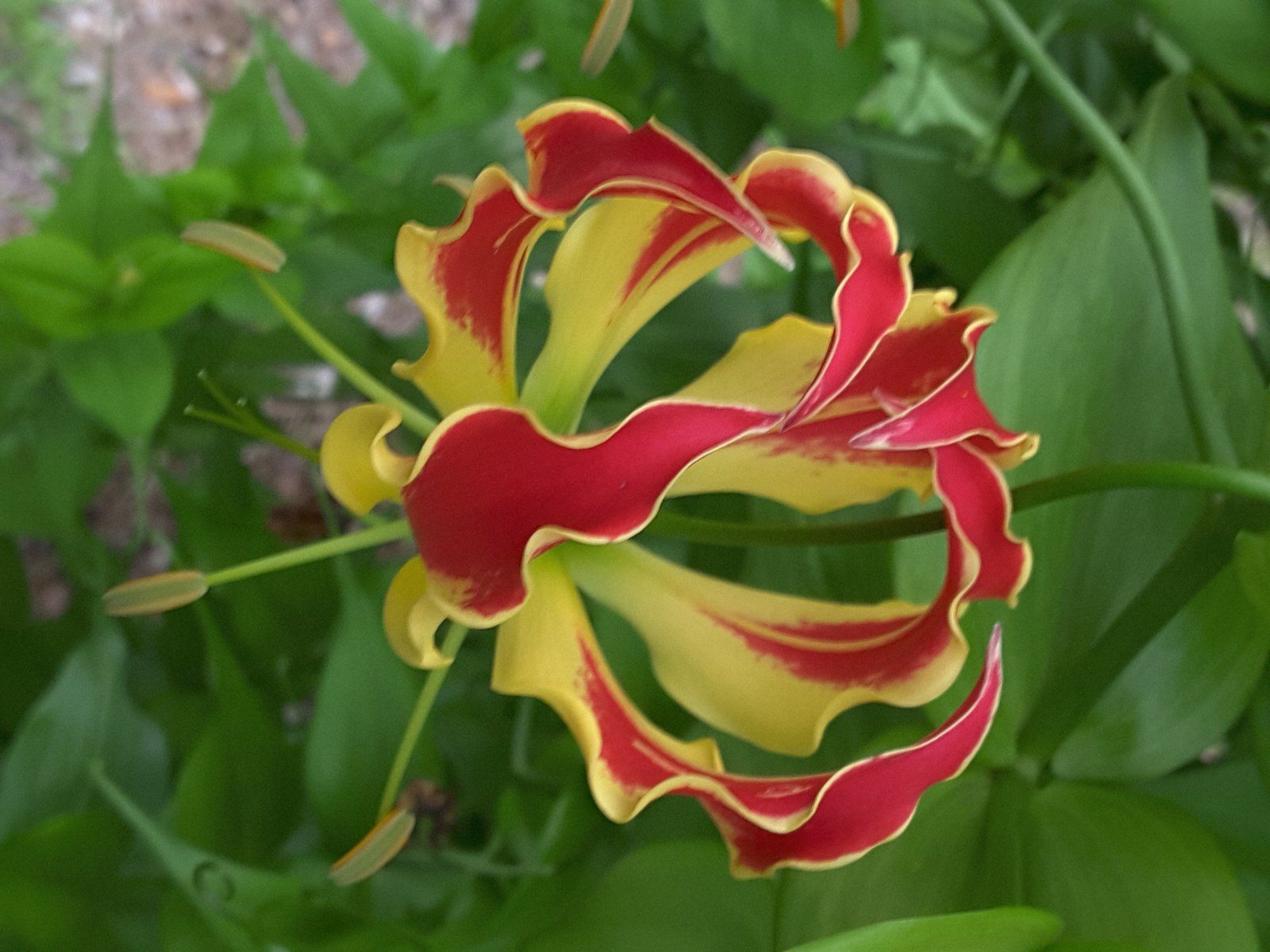 Gloriosa Lily