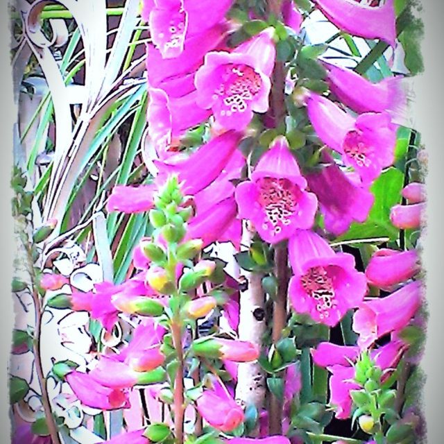 Foxglove Beauty.