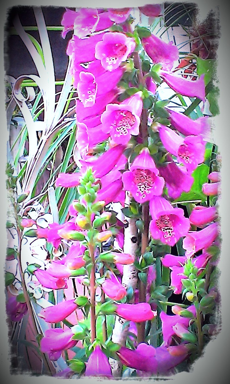 Foxglove Beauty.