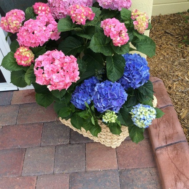 Hydrangea Happiness
