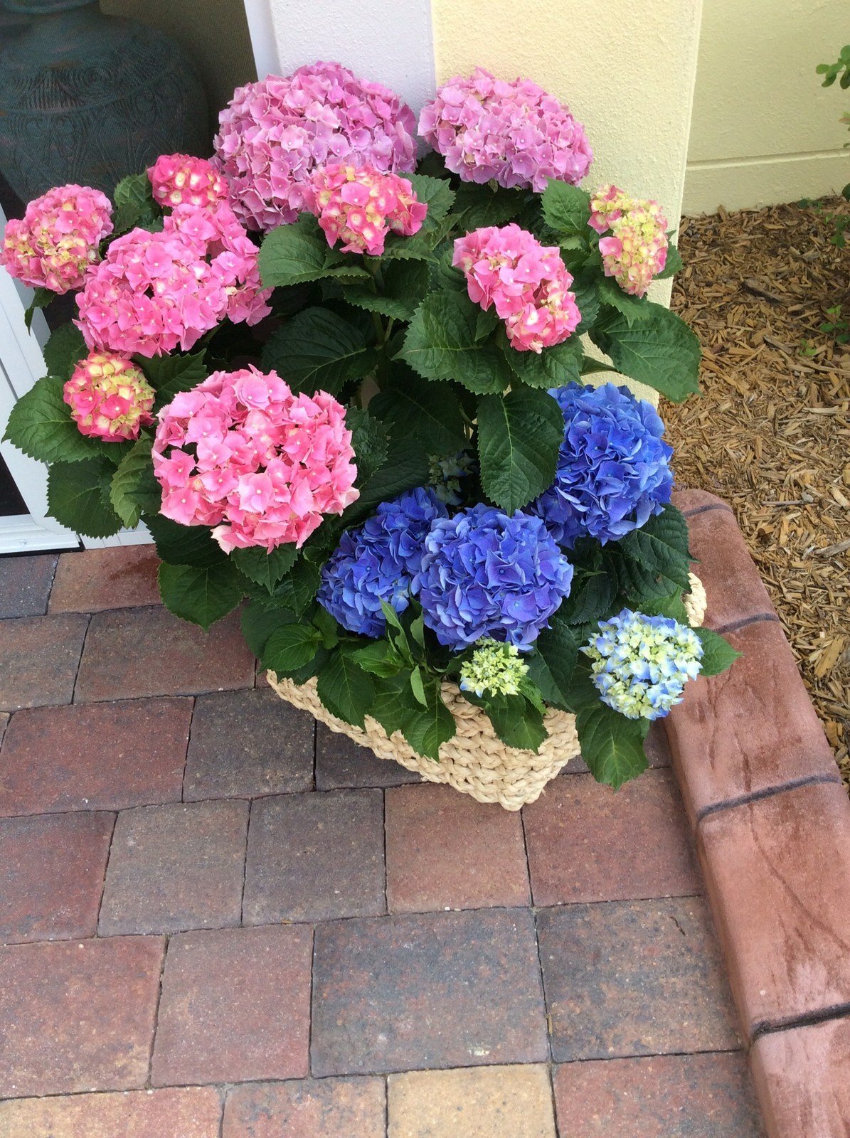Hydrangea Happiness