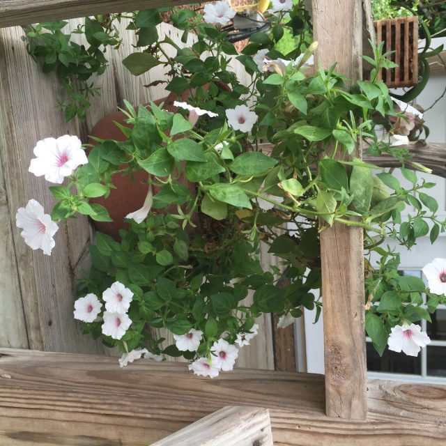 Pretty English Vine