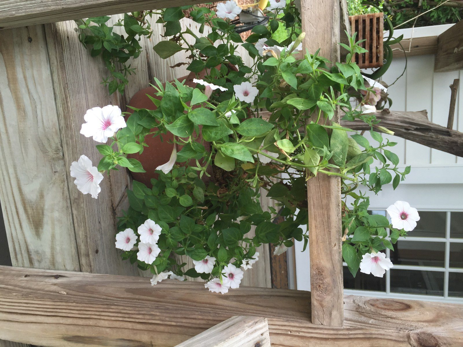 Pretty English Vine