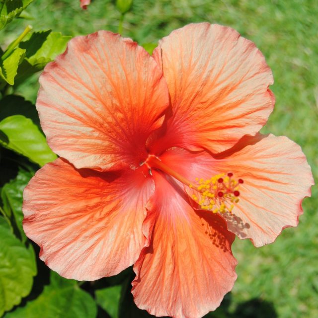 Coral Hibiscus Haven
