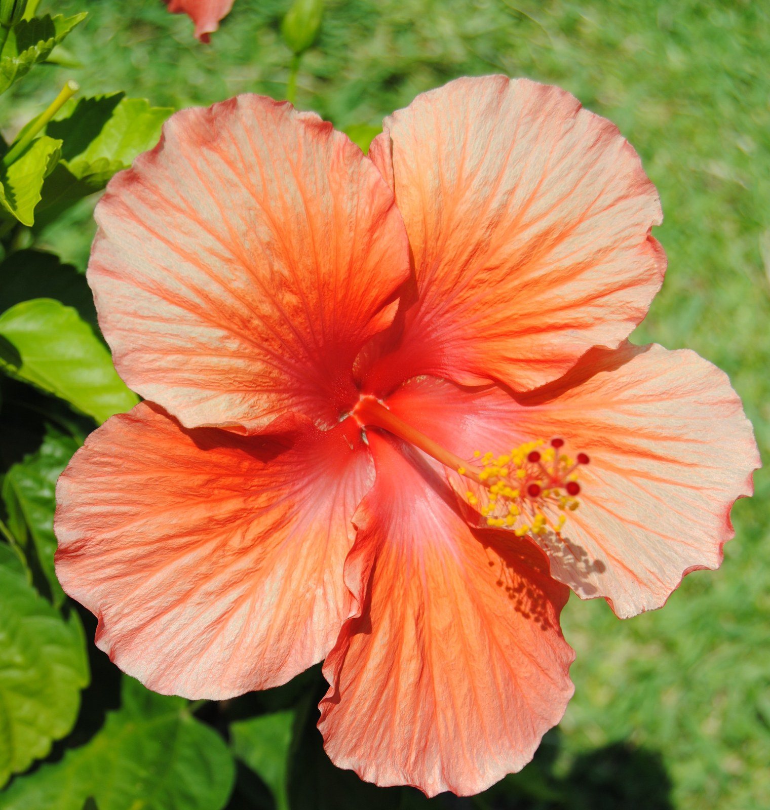 Coral Hibiscus Haven