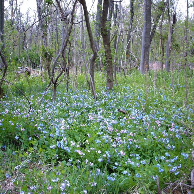 Virginia Blue Bells