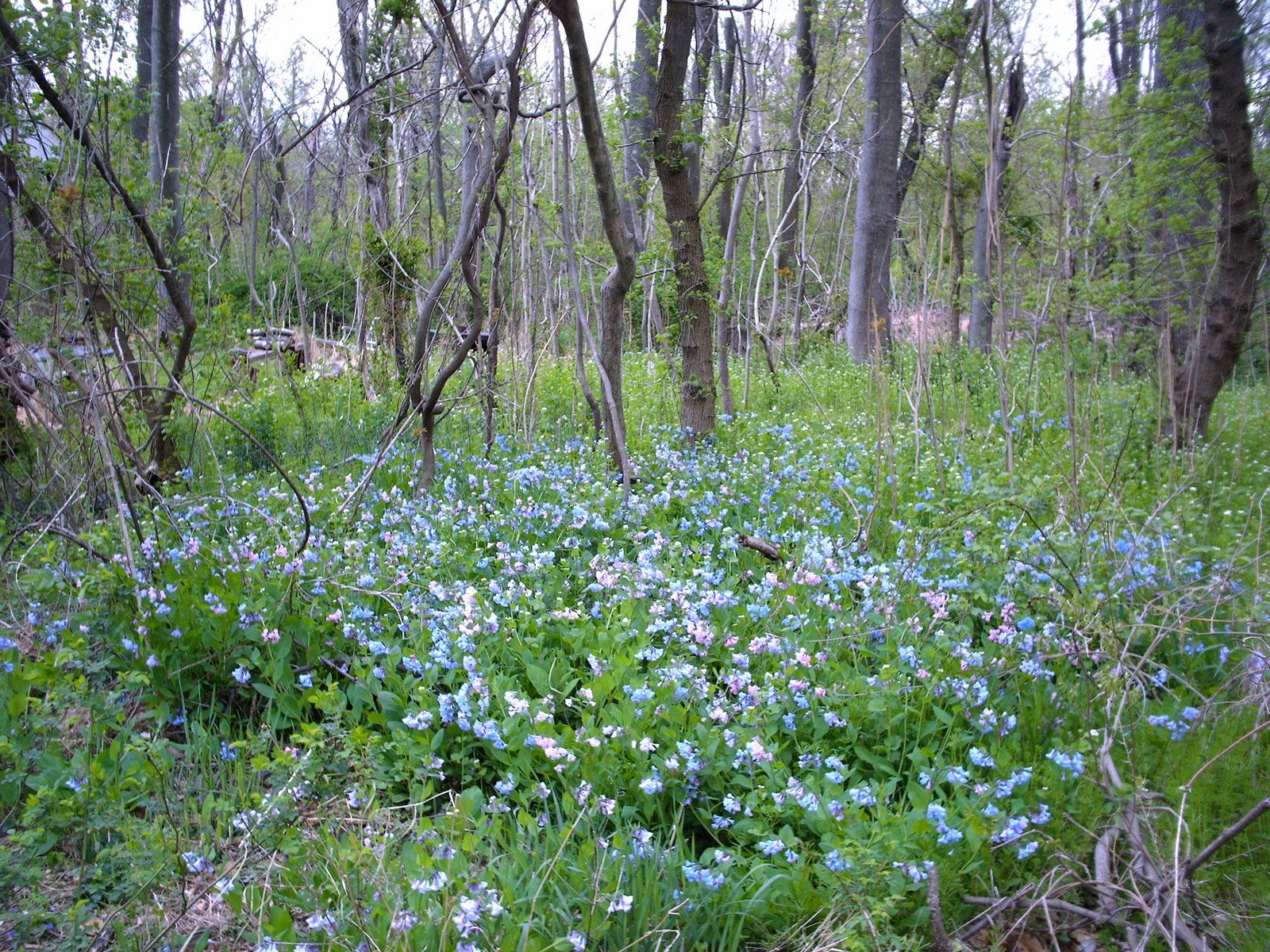 Virginia Blue Bells