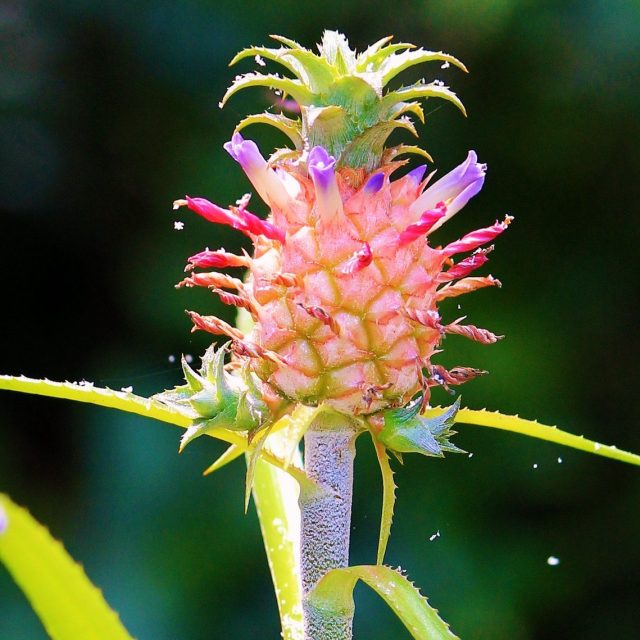 Ornamental Pineapple
