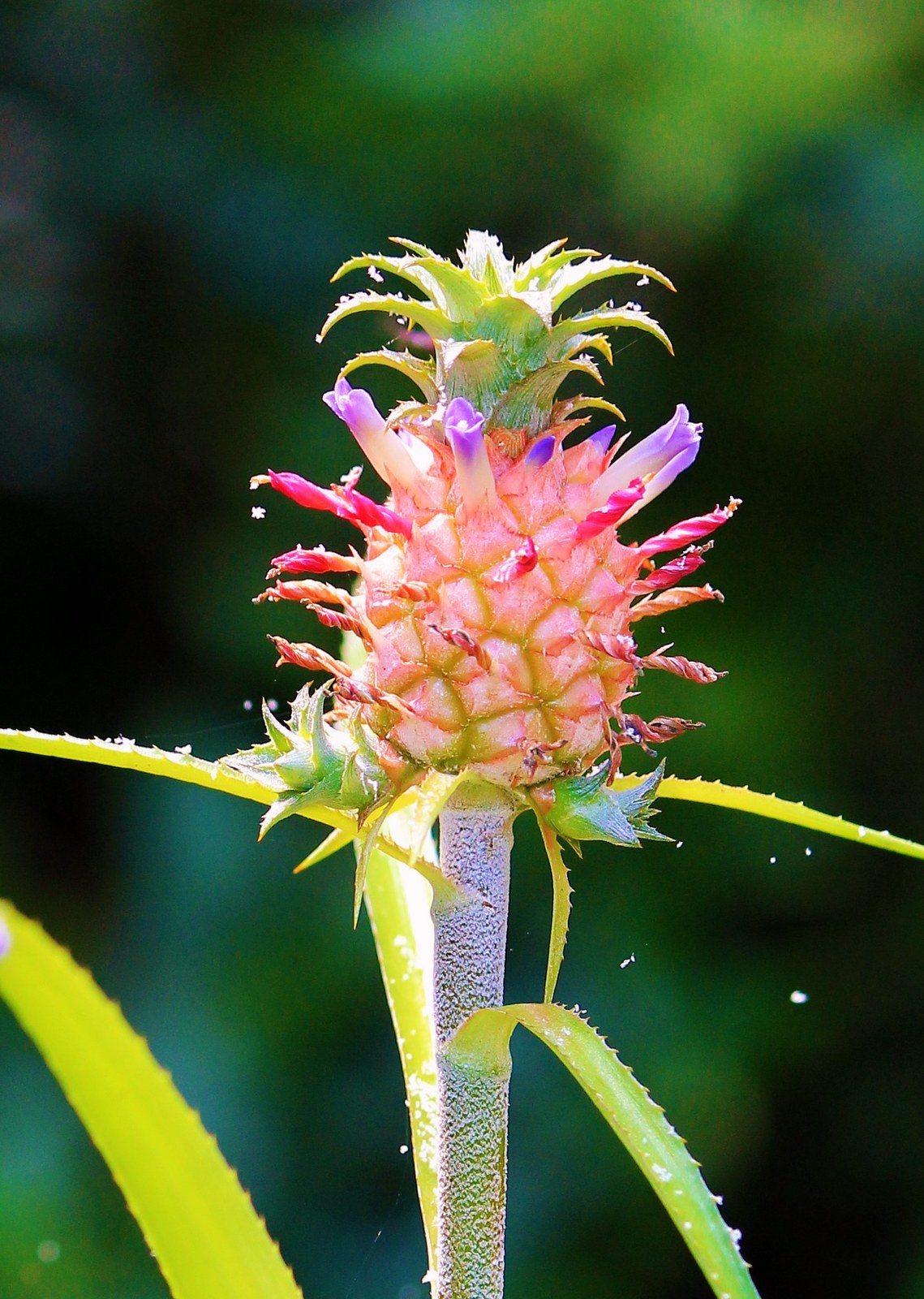 Ornamental Pineapple