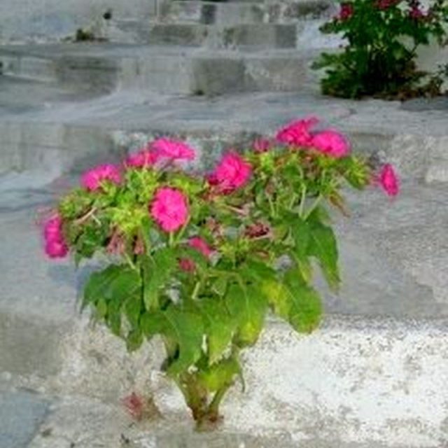 Against All Odds, Skopelos Greece