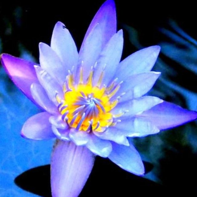 Water Lily