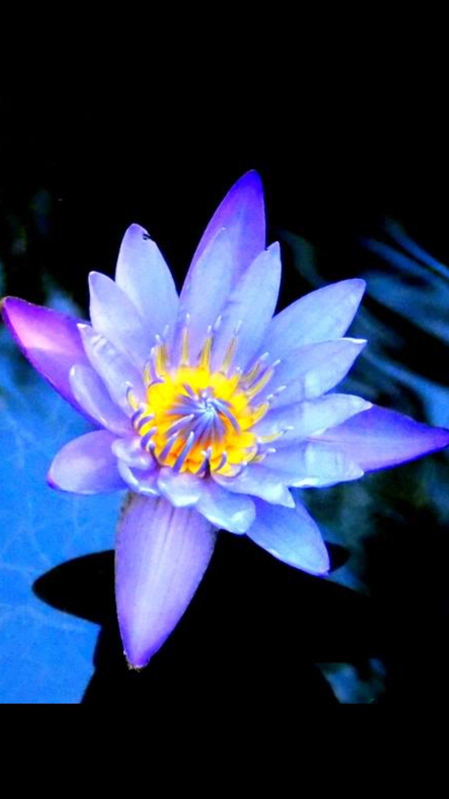 Water Lily