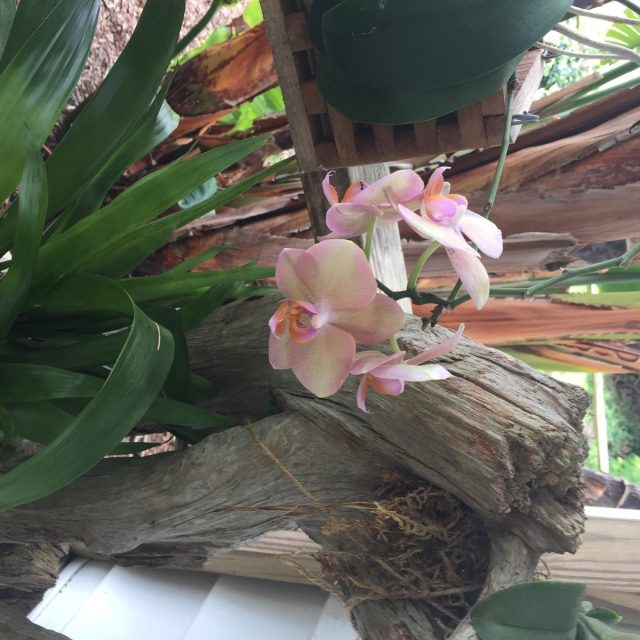 Little Beauty