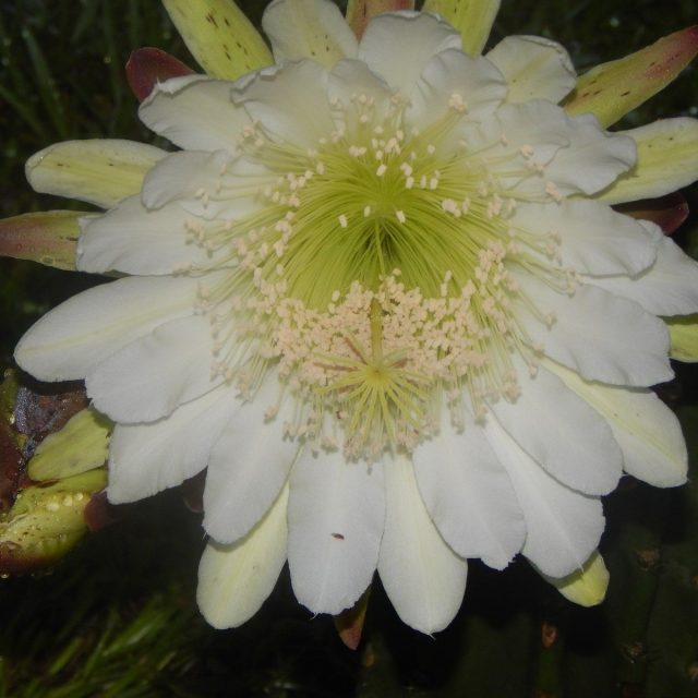 Cactus Bloom