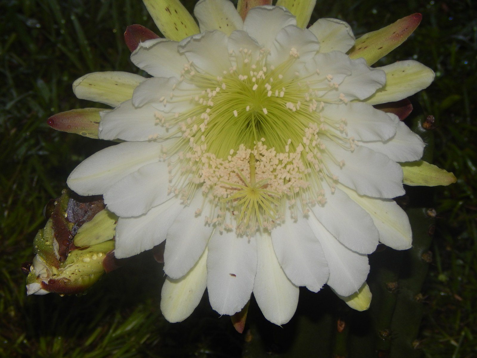 Cactus Bloom